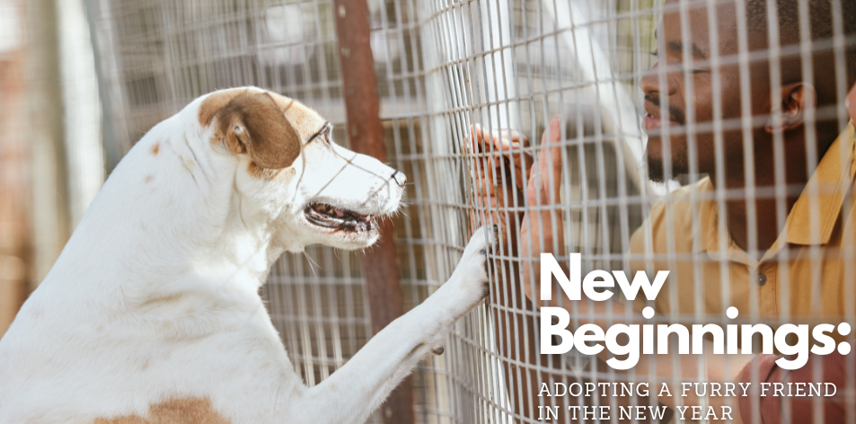 New Beginnings: Adopting A Furry Friend In The New Year - H&S Pets Galore