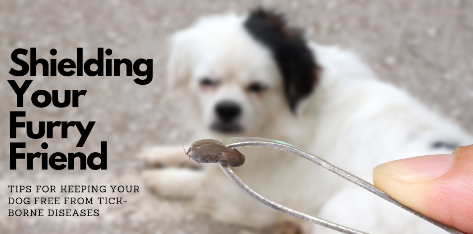 Shielding Your Furry Friend: Tips For Keeping Your Dog Free From Tick-Borne Diseases - H&S Pets Galore
