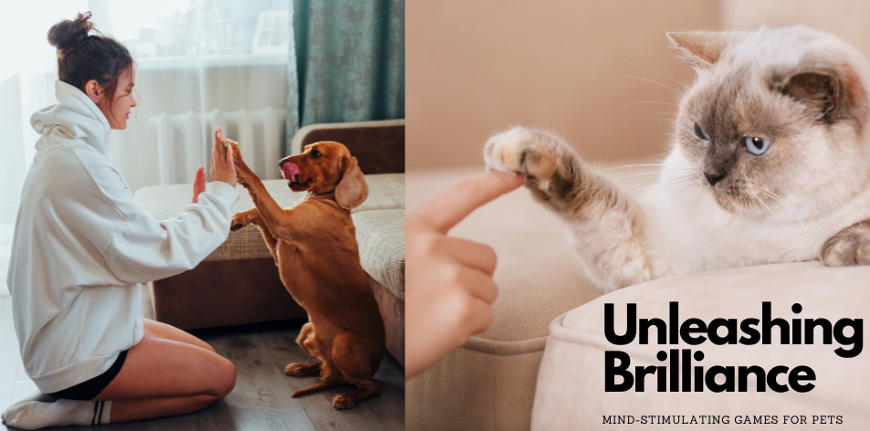 Unleashing Brilliance: Mind-Stimulating Games For Pets - H&S Pets Galore