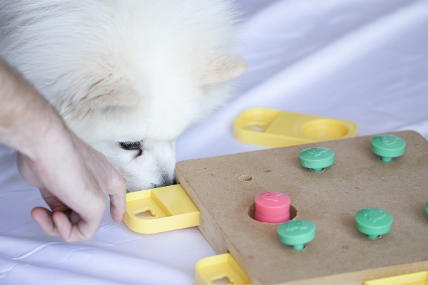 Unleashing Brilliance: Mind-Stimulating Games For Pets - H&S Pets Galore