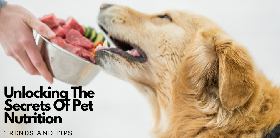 Unlocking The Secrets Of Pet Nutrition: Trends And Tips - H&S Pets Galore