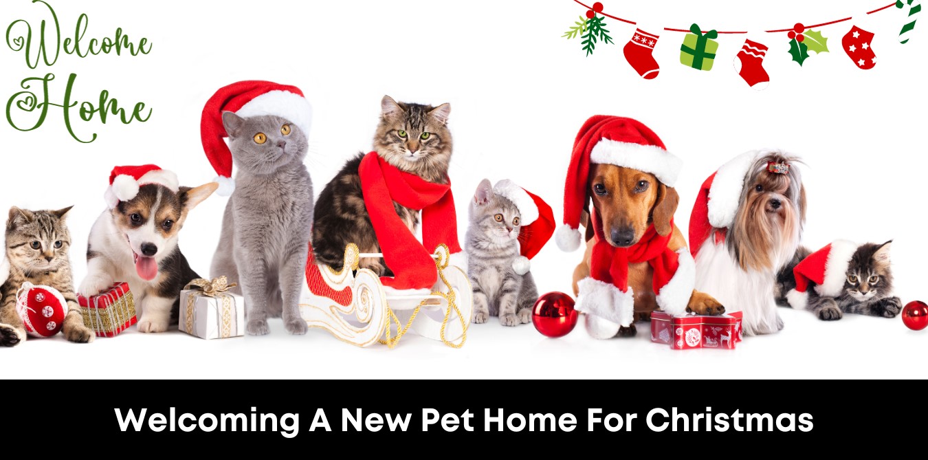 Welcoming a New Pet Home for Christmas