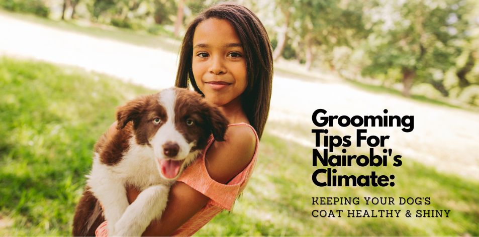 Grooming Tips For Nairobi's Climate: Keeping Your Dog's Coat Healthy & Shiny - H&S Pets Galore