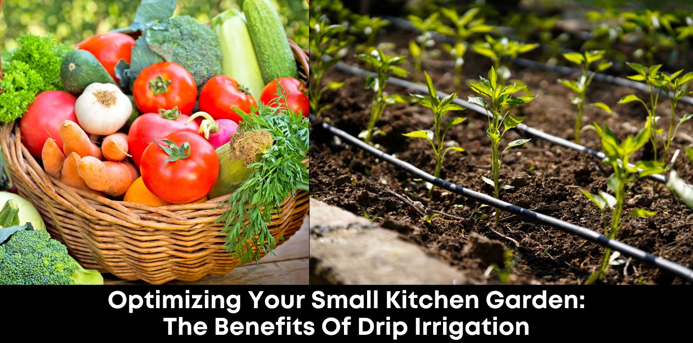 Optimizing Your Small Kitchen Garden: The Benefits of Drip Irrigation- H&S Magazine Kenya