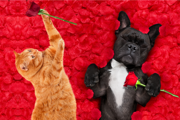 Pawsitively Lovely: Celebrating Valentine's Day With Your Furry Friends - H&S Pets Galore