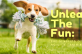 Unleash The Fun: The Benefits Of Dog Agility Training - H&S Pets Galore