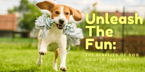 Unleash The Fun: The Benefits Of Dog Agility Training - H&S Pets Galore