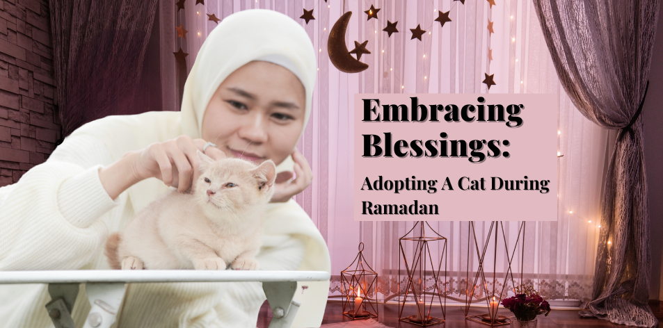 Embracing Blessings: Adopting A Cat During Ramadan - H&S Pets Galore