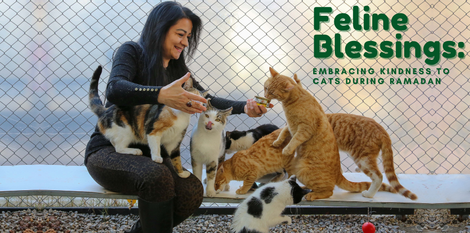 Feline Blessings: Embracing Kindness To Cats During Ramadan - H&S Pets Galore