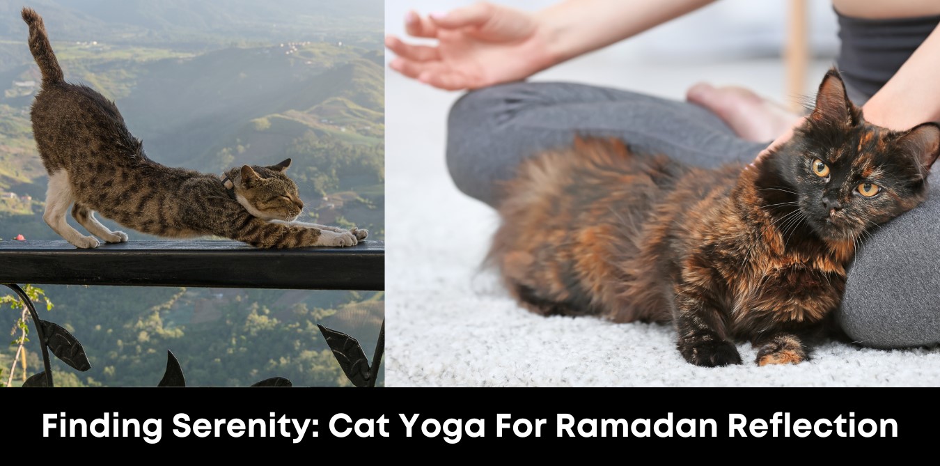 Finding Serenity Cat Yoga For Ramadan Reflection
