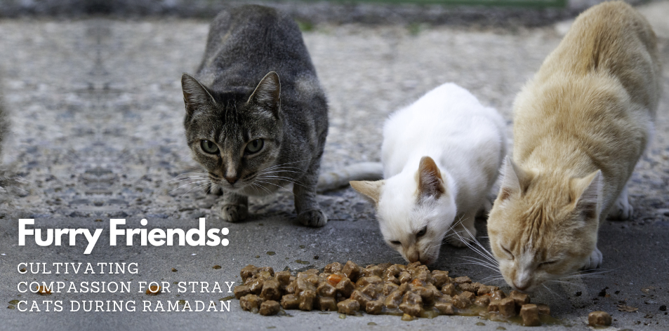 Furry Friends: Cultivating Compassion For Stray Cats During Ramadan - H&S Pets Galore