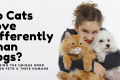 Do Cats Love Differently Than Dogs? Exploring The Unique Bond Between Pets & Their Humans - H&S Pets Galore