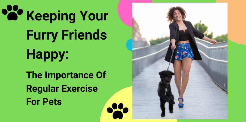 Keeping Your Furry Friends Happy: The Importance Of Regular Exercise For Pets - H&S Pets Galore