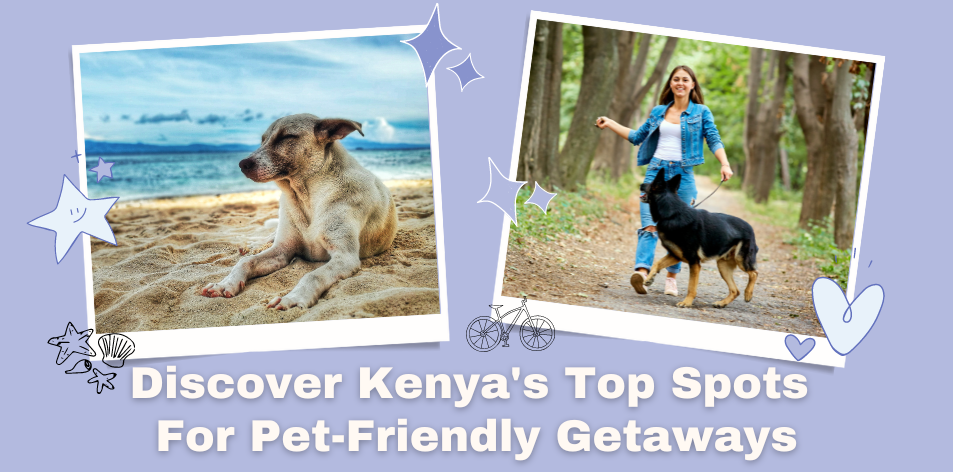Pet-Friendly Travel Destinations: Where To Take Your Furry Friend On Your Next Adventure - H&S Pets Galore