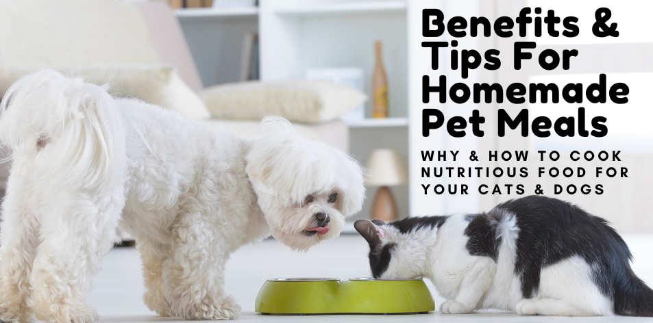 Benefits & Tips for Homemade Pet Meals - H&S Pets Galore