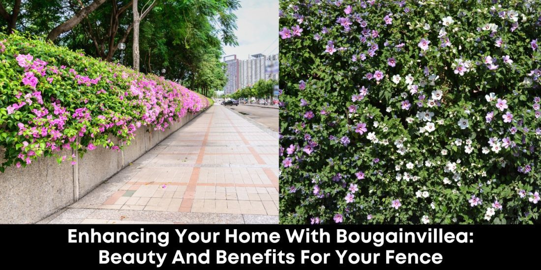 Enhancing Your Home With Bougainvillea: Beauty And Benefits For Your Fence