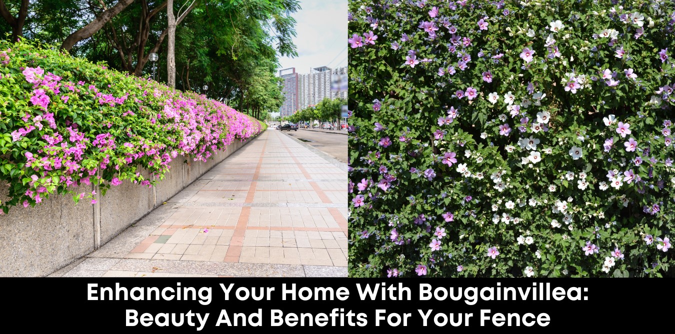 Enhancing Your Home With Bougainvillea: Beauty And Benefits For Your Fence