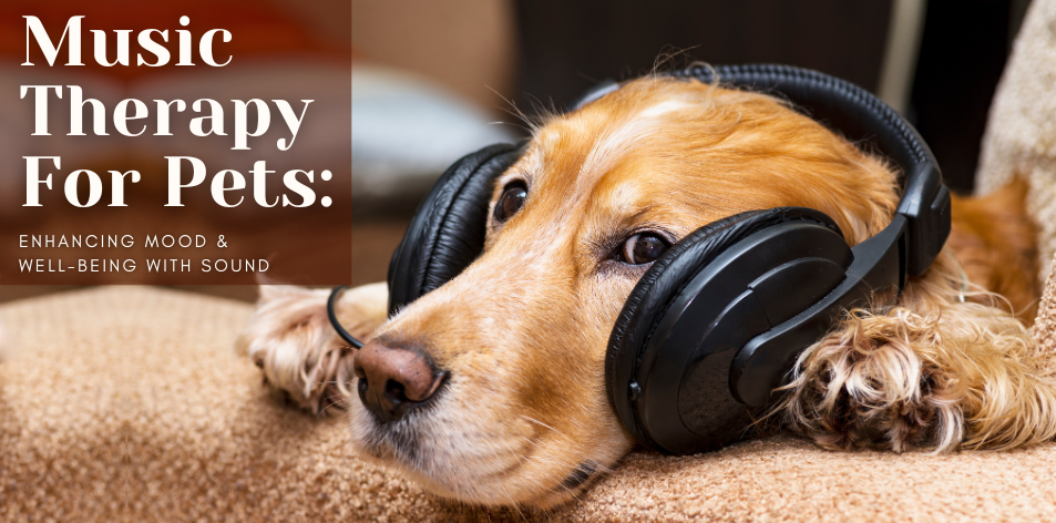Music Therapy For Pets: Enhancing Mood & Well-being With Sound - H&S Pets Galore