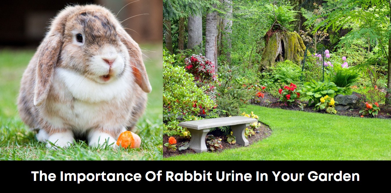 The Importance of Rabbit Urine in Your Garden