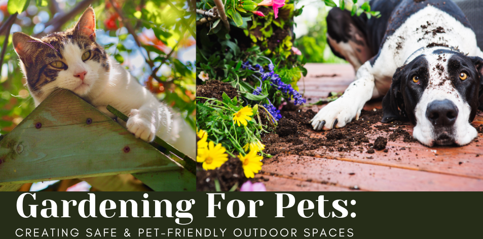 Gardening For Pets: Creating Safe & Pet-Friendly Outdoor Spaces - H&S Pets Galore