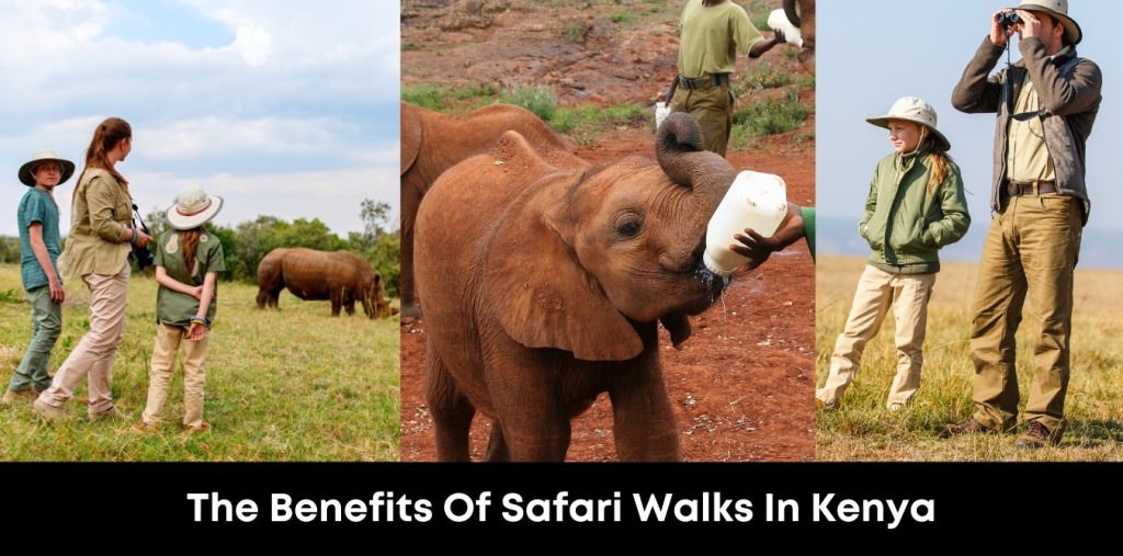 The Benefits Of Safari Walks In Kenya