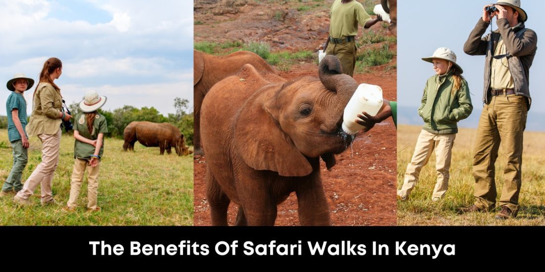 The Benefits Of Safari Walks In Kenya