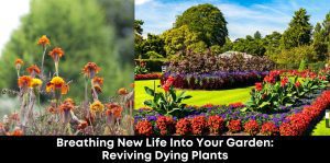 The Best Way To Revive Your Dying Plants In Your Garden