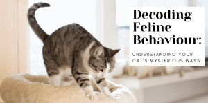 Decoding Feline Behaviour: Understanding Your Cat’s Mysterious Ways - H&S Pets Galore