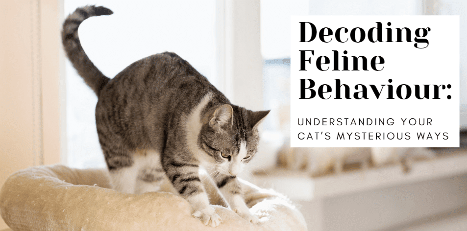 Decoding Feline Behaviour: Understanding Your Cat’s Mysterious Ways - H&S Pets Galore