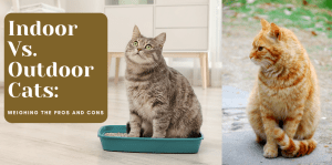 Indoor Vs. Outdoor Cats: Weighing the Pros And Cons - H&S Pets Galore