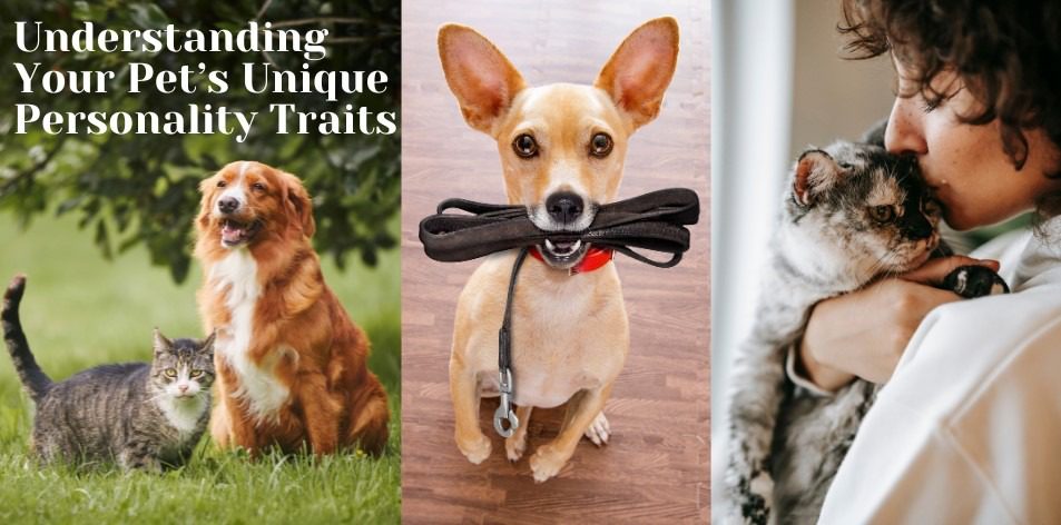 Understanding Your Pet’s Unique Personality Traits - H&S Pets Galore